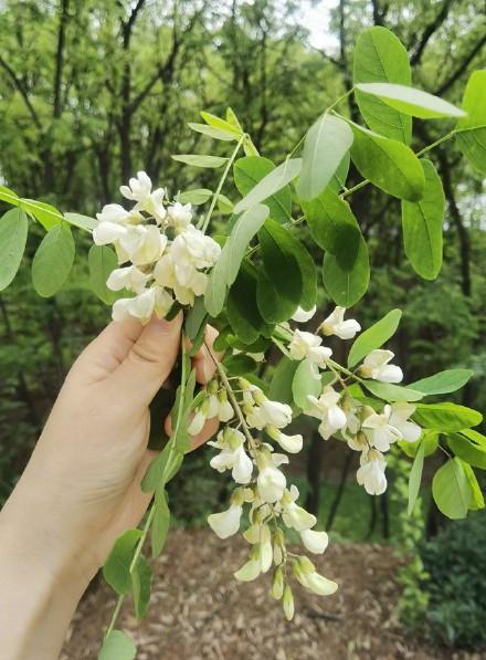 西安蓝田第六届槐花节开幕 游客可赏槐摘槐品槐