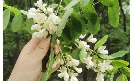 西安蓝田第六届槐花节开幕 游客可赏槐摘槐品槐