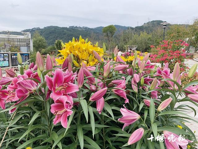 「十堰」秋日美景胜春朝 浪漫花海等你来