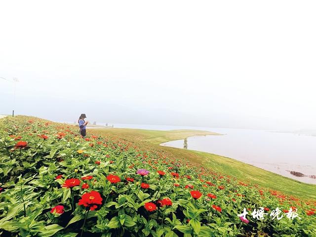 「十堰」秋日美景胜春朝 浪漫花海等你来