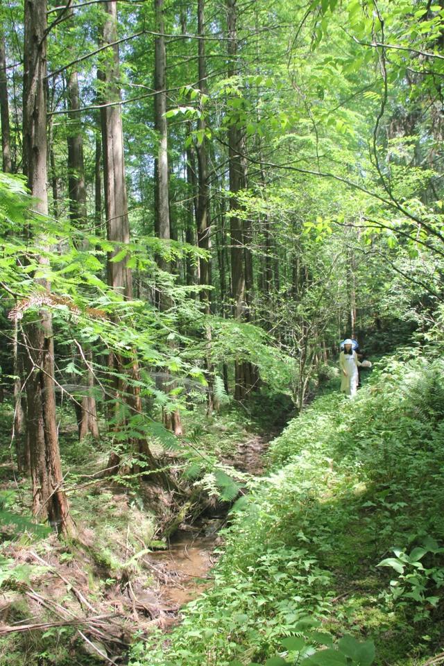 「十堰」“林业杯”征文摄影十二：那林、那山、那人——标湖林场别样风景