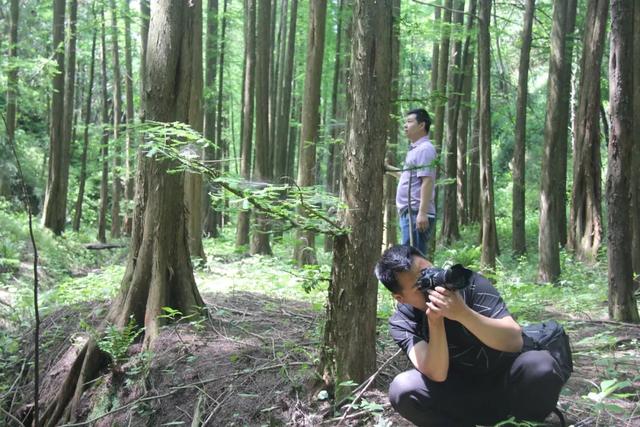 「十堰」“林业杯”征文摄影十二：那林、那山、那人——标湖林场别样风景