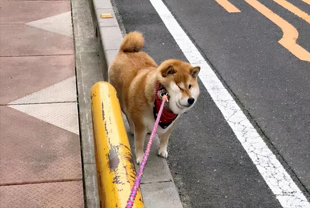 这5种大狗还没被“禁养”，喜欢的赶紧带回家