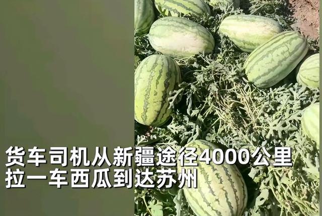 江苏：货车拉西瓜下高速超重，为过绿色通道，无奈抛下50个西瓜