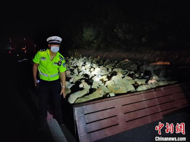 载有489只羊的货车侧翻 山西高速交警急搭“羊圈”