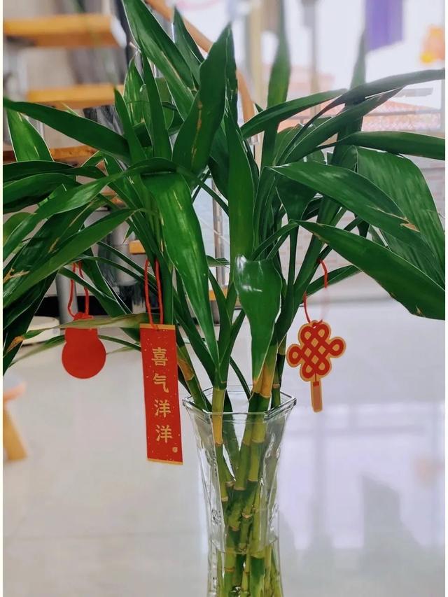 家中可养“6种花”，吉利喜庆财运来，旺盛好养美观，大家都喜欢